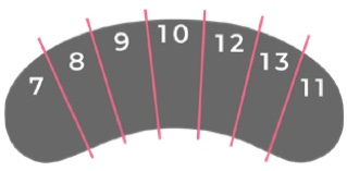 Squirrel lash mapping